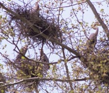 WILDLIFE: heron rookery along Chartiers Creek in upper watershed