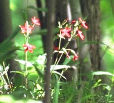 WILDFLOWERS: in bloom in greenway corridor